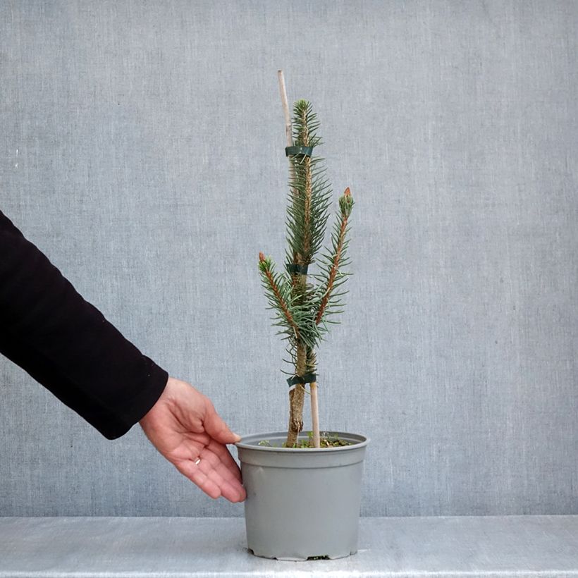 Spécimen de Epicéa commun - Picea abies Cranstonii Pot de 3L/4L tel que livré en automne
