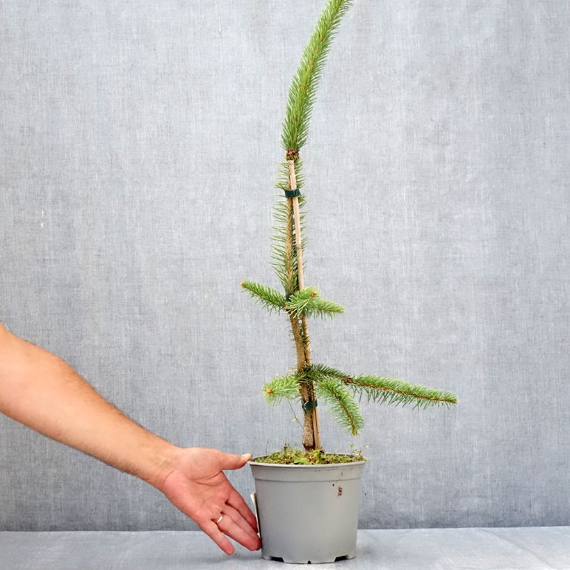 Spécimen de Epicéa commun - Picea abies Cranstonii Pot de 3L/4L tel que livré en été