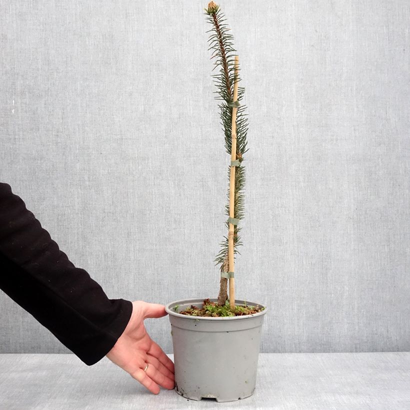 Spécimen de Epicéa commun - Picea abies Cranstonii Pot de 3L/4L tel que livré en hiver