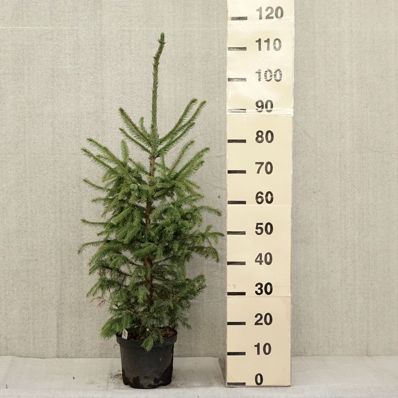 Spécimen de Épicéa de Serbie Nana - Picea omorika Pot de 2L/3L tel que livré en automne