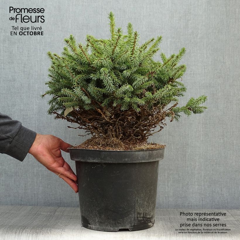 Spécimen de Épicéa de Serbie Nana - Picea omorika Pot de 7,5L/10L tel que livré en automne