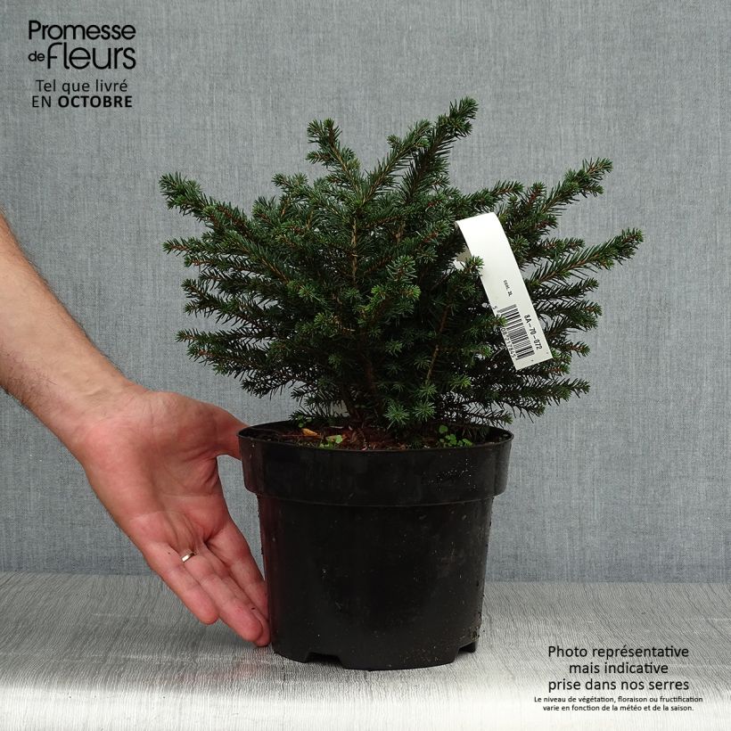 Spécimen de Epicea de Serbie - Picea omorika Karel                              Pot de 2L/3L tel que livré en automne