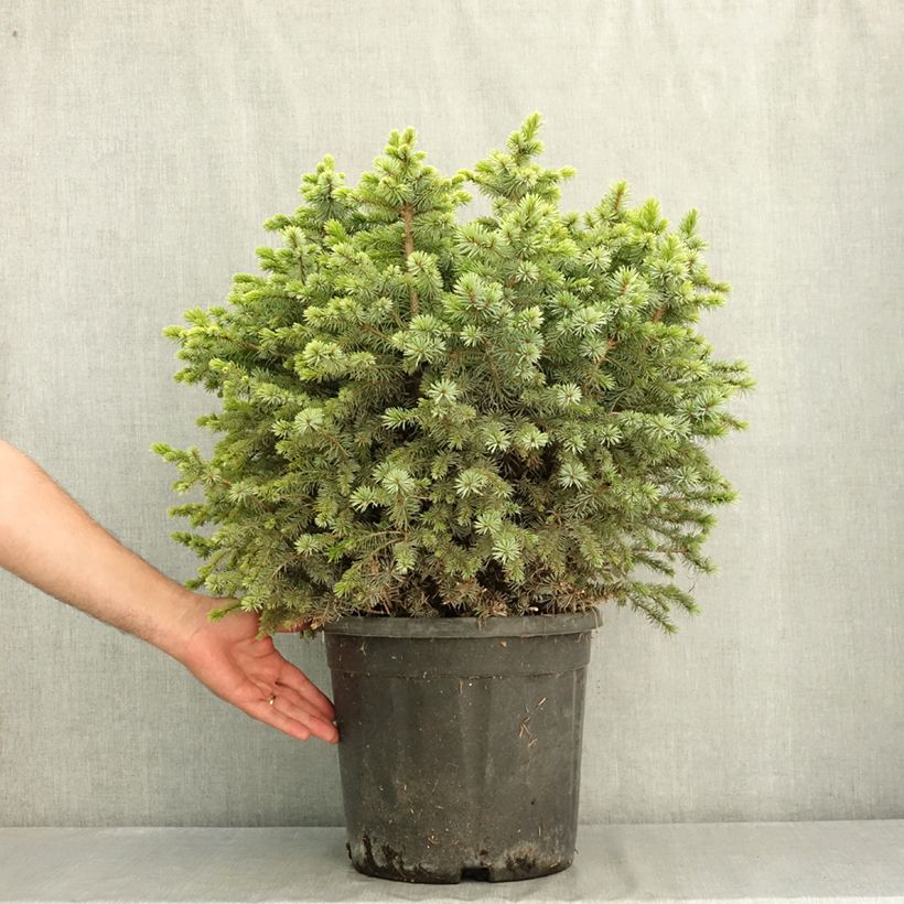 Spécimen de Épicéa de Sitka nain - Picea sitchensis Tenas Pièce tel que livré en été