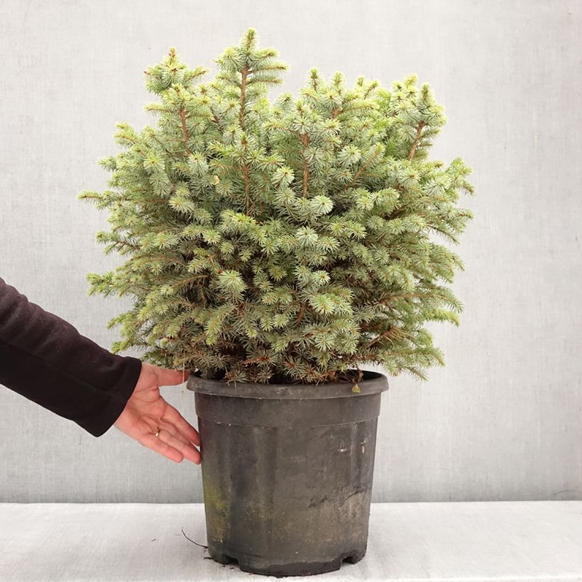 Spécimen de Épicéa de Sitka nain - Picea sitchensis Tenas Pièce tel que livré en hiver