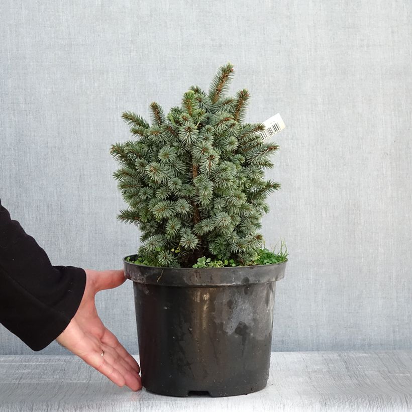 Spécimen de Épicéa de Sitka - Picea sitchensis Midget Pot de 4L/5L tel que livré en hiver