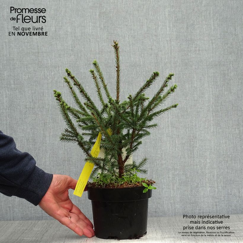 Spécimen de Épicéa de Sitka - Picea sitchensis Nana Pot de 2L/3L tel que livré en automne