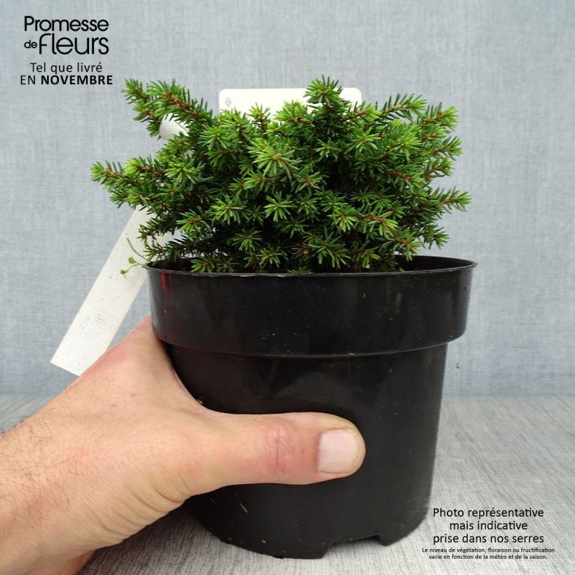 Spécimen de Épicéa nain - Picea abies Little Gem  2L/3L                       Pot de 2L/3L tel que livré en automne