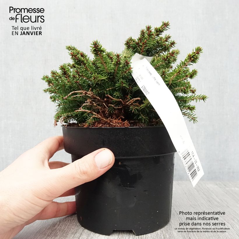 Spécimen de Épicéa nain - Picea abies Little Gem  2L/3L                       Pot de 2L/3L tel que livré en hiver