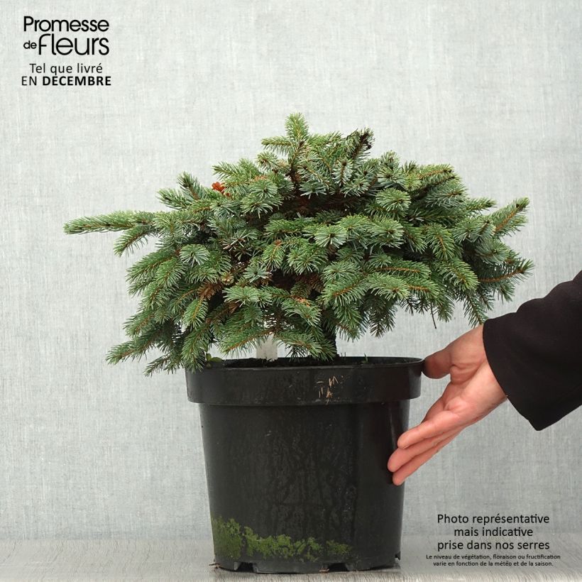 Spécimen de Epicéa nain - Picea mariorika Machala      Pot de 4L/5L tel que livré en automne