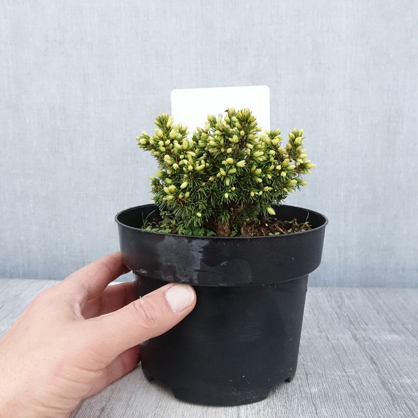 Spécimen de Épicéa - Picea abies Jalako Gold Pot de 2L/3L tel que livré au printemps