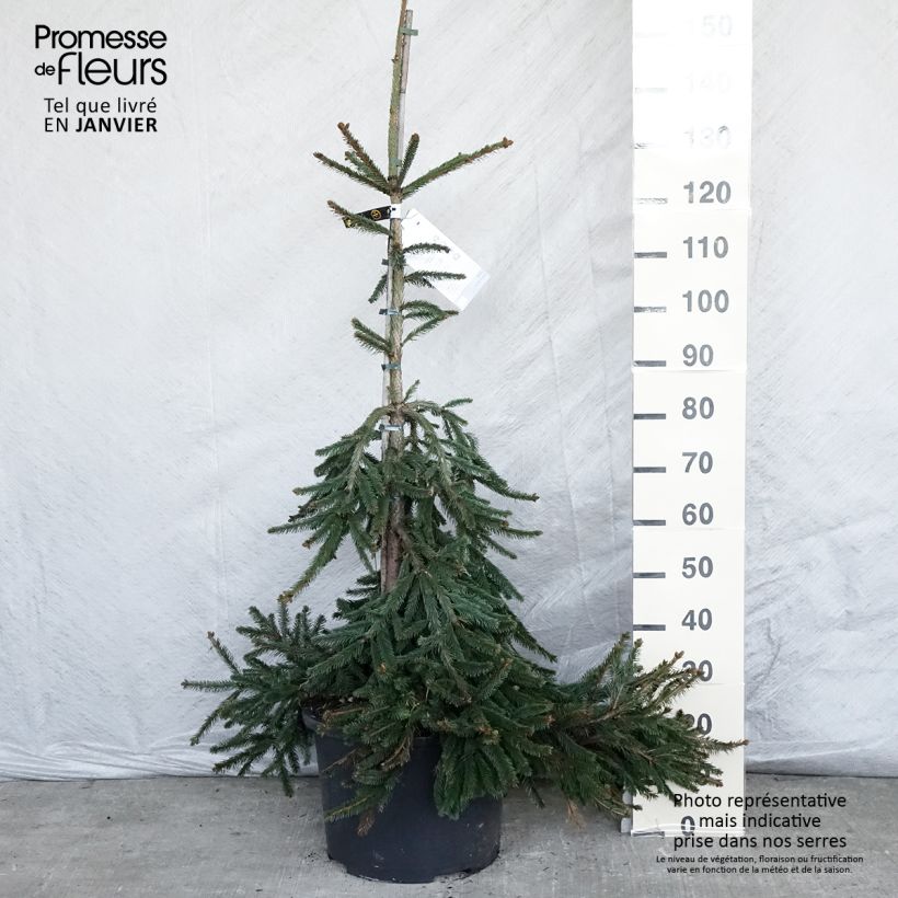 Spécimen de Épicéa pleureur - Picea abies Inversa                        Pièce tel que livré en hiver