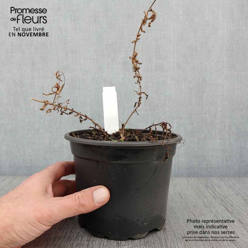 Spécimen de Epilobe blanche - Epilobium angustifolium album Pot de 2L/3L tel que livré en automne