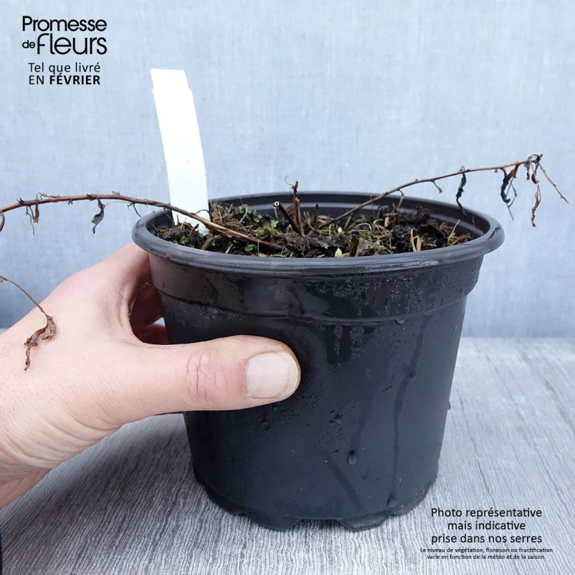 Spécimen de Epilobe blanche - Epilobium angustifolium album Pot de 2L/3L tel que livré en hiver