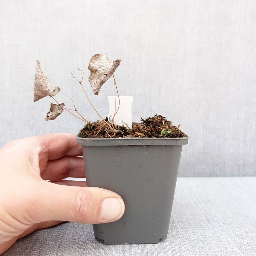 Spécimen de Epimedium brachyrrhizum - Fleur des Elfes Godet de 8/9 cm tel que livré en hiver