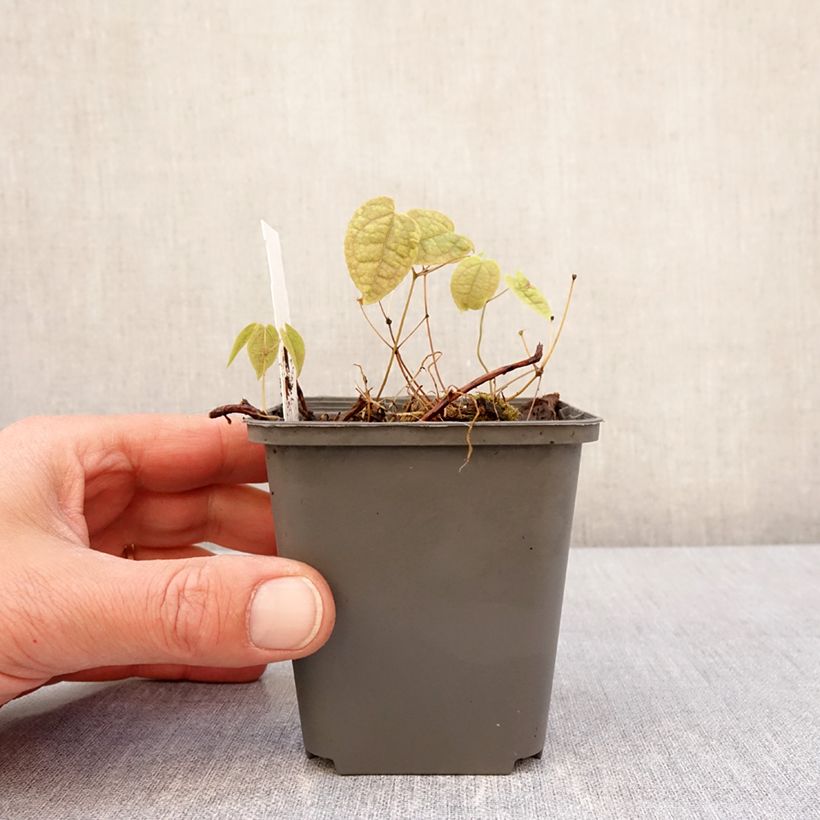 Spécimen de Epimedium brachyrrhizum - Fleur des Elfes Godet de 8/9 cm tel que livré au printemps