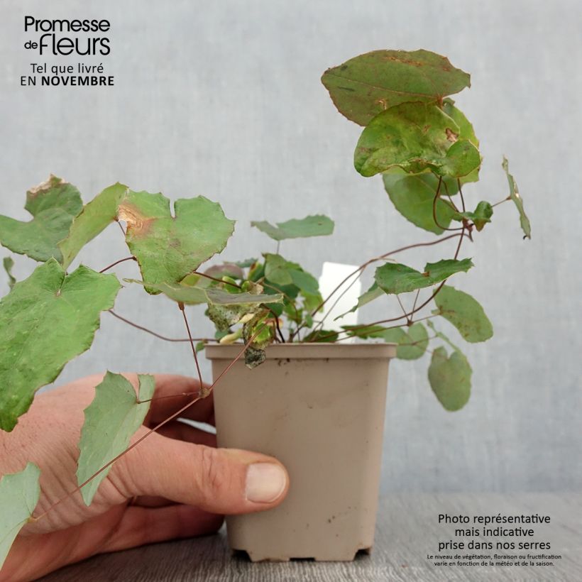 Spécimen de Epimedium davidii, Fleur des elfes Godet de 8/9 cm tel que livré en automne