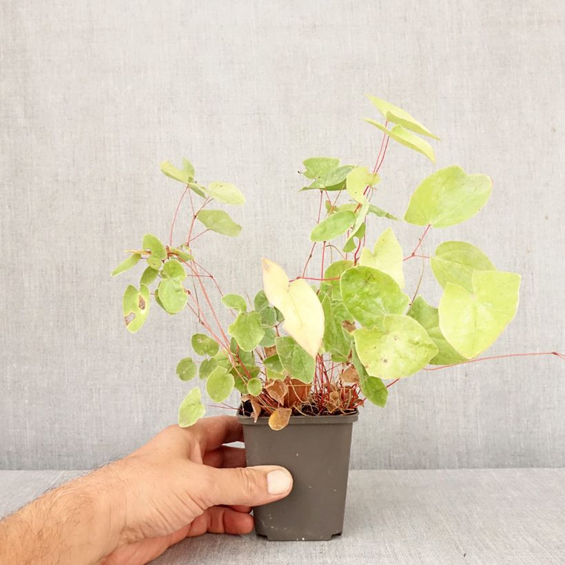 Spécimen de Epimedium elongatum - Fleur des Elfes Godet de 8/9 cm tel que livré en automne