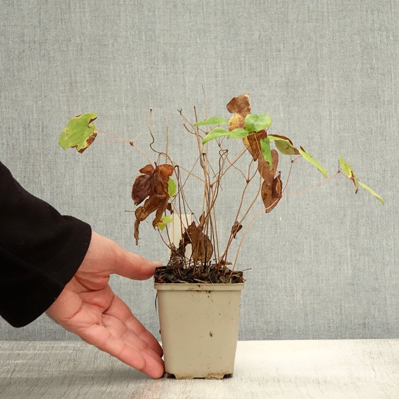 Spécimen de Epimedium grandiflorum Beni-kujaku - Fleur des Elfes Godet de 8/9 cm tel que livré en automne