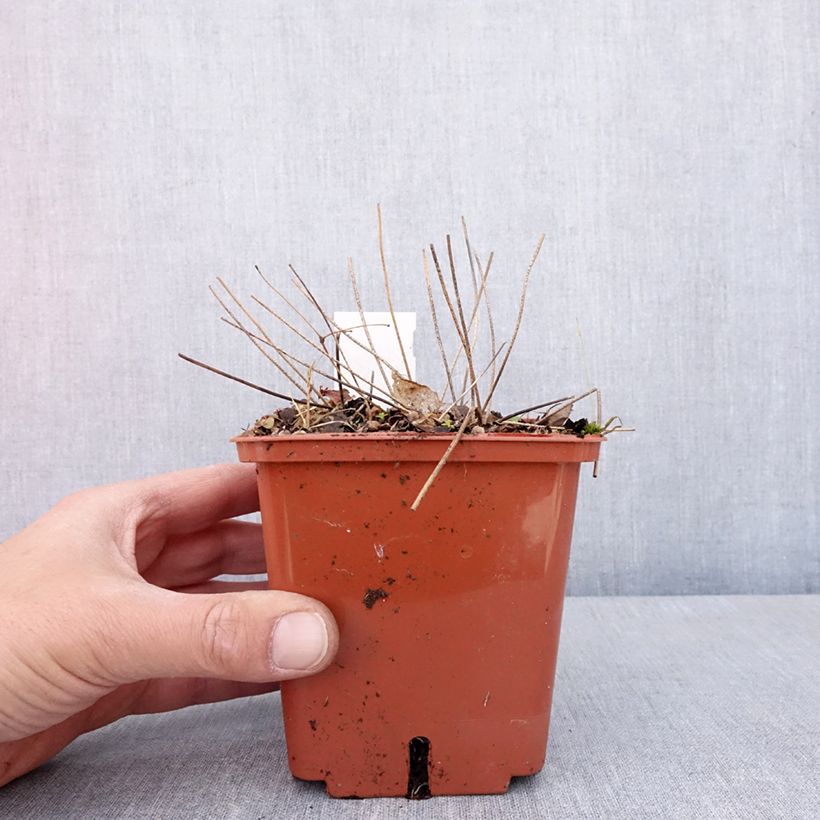 Spécimen de Epimedium hybride Pink Elf - Fleur des Elfes rose Pot de 1L/1,5L tel que livré au printemps