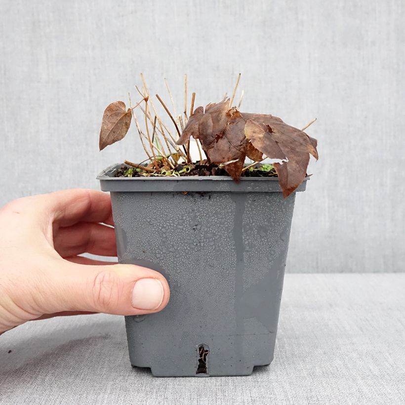 Spécimen de Epimedium hybride Pretty in Pink - Fleur des Elfes Pot de 1L/1,5L tel que livré en hiver