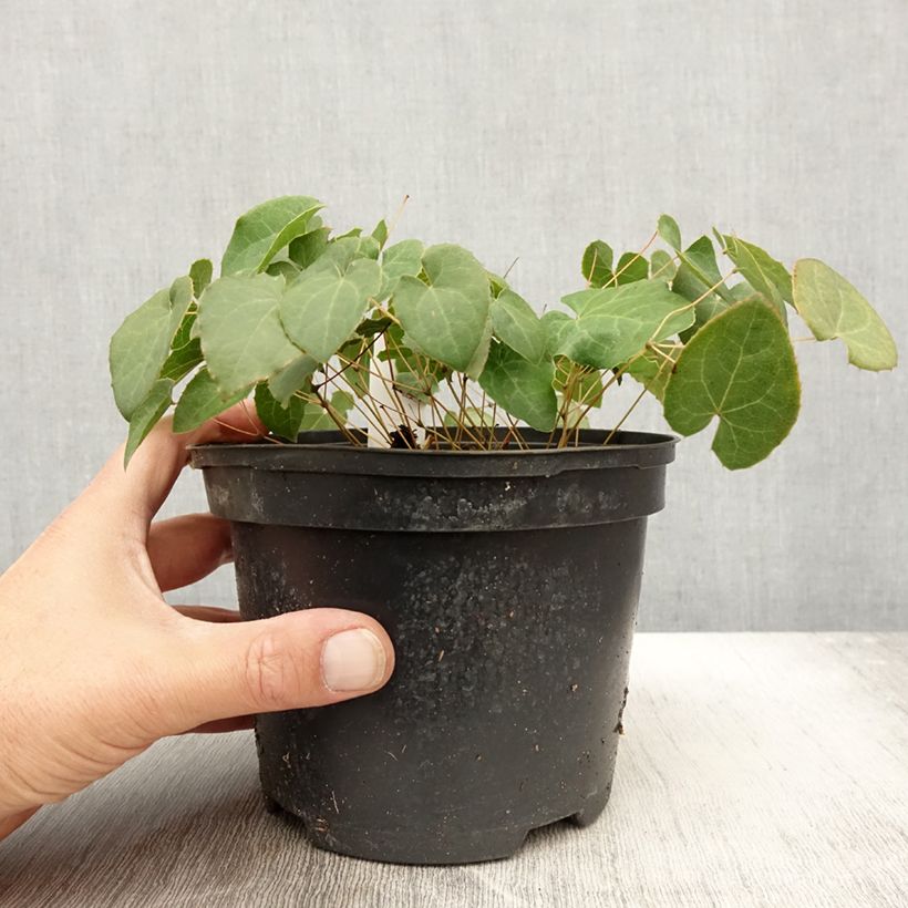 Spécimen de Epimedium perralchicum Frohnleiten - Fleur des Elfes jaune vif Pot de 2L/3L tel que livré en automne