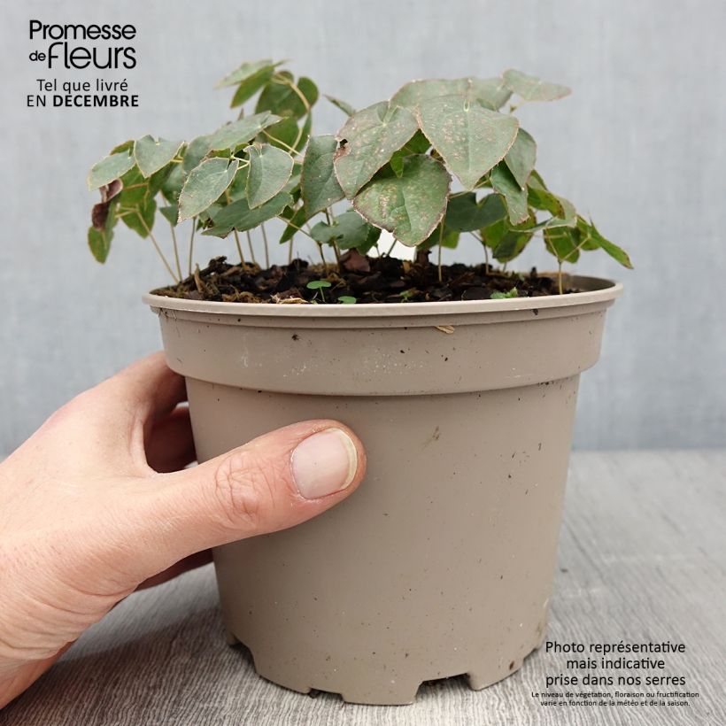 Spécimen de Epimedium perralchicum Frohnleiten - Fleur des Elfes jaune vif Pot de 2L/3L tel que livré en hiver