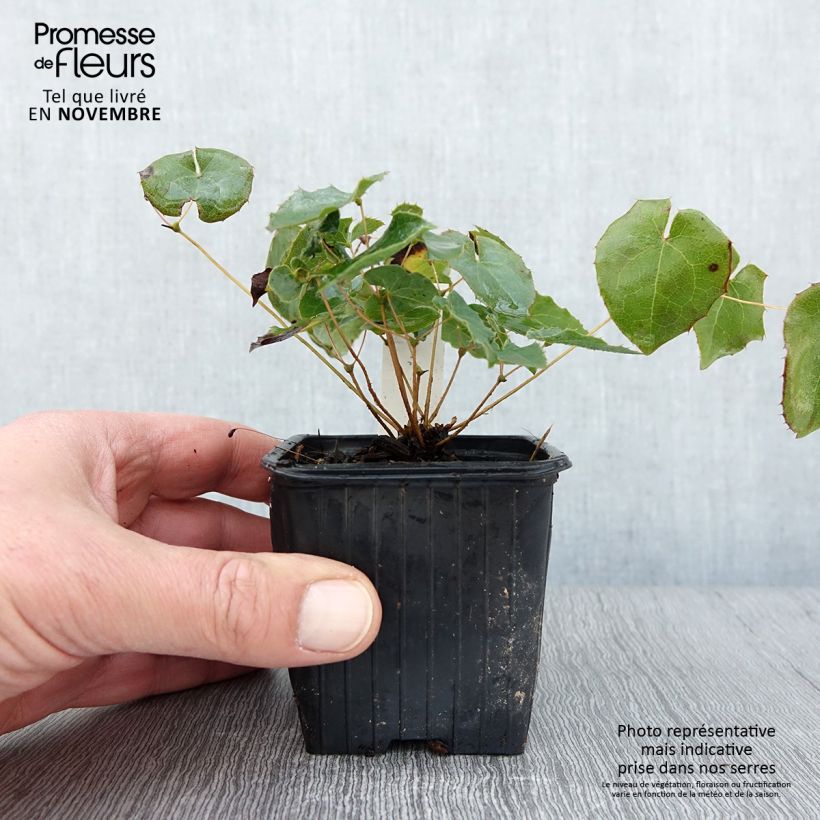Spécimen de Epimedium perralderianum - Fleur des Elfes Godet de 8/9 cm tel que livré en automne
