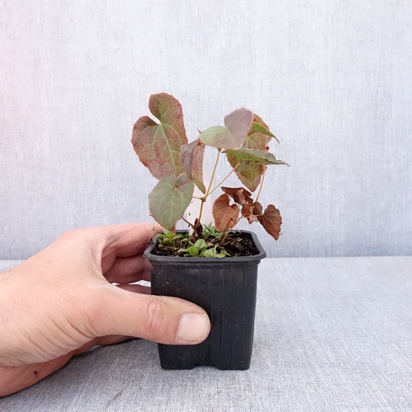 Spécimen de Epimedium perralderianum - Fleur des Elfes Godet de 8/9 cm tel que livré au printemps