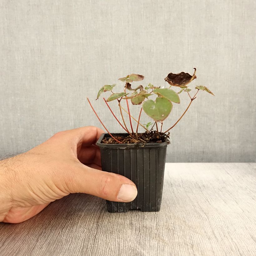 Spécimen de Epimedium pinnatum Black Sea Godet de 8/9 cm tel que livré en automne
