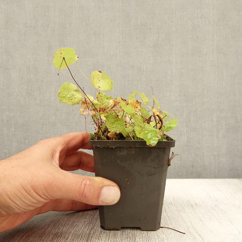 Spécimen de Epimedium platypetalum, Fleur des elfe Godet de 8/9 cm tel que livré en automne
