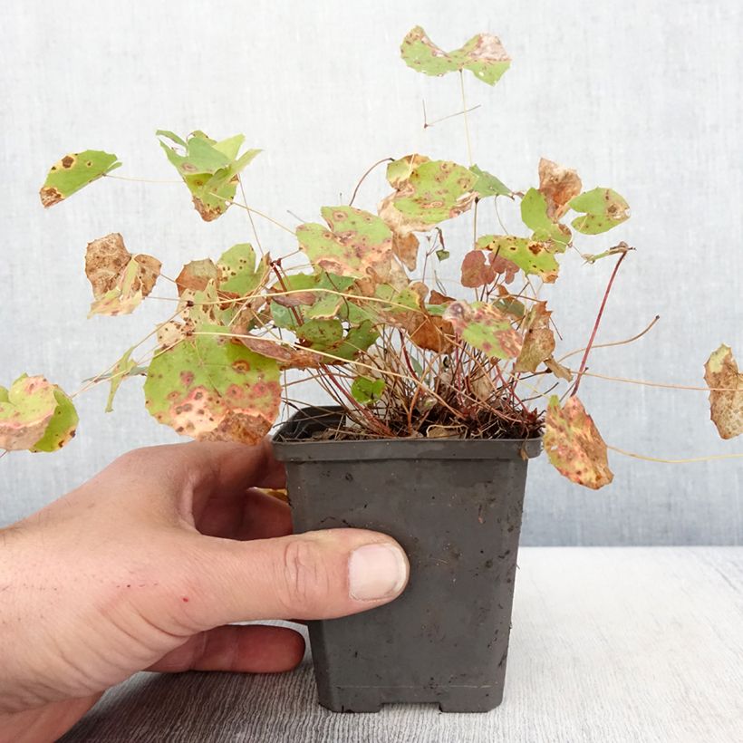 Spécimen de Epimedium platypetalum, Fleur des elfe Godet de 8/9 cm tel que livré au printemps