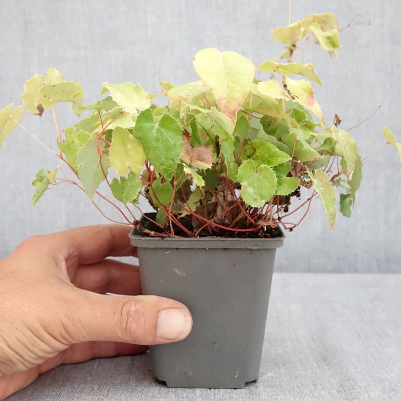 Spécimen de Epimedium rhizomatosum, Fleur des elfes Godet de 8/9 cm tel que livré en été