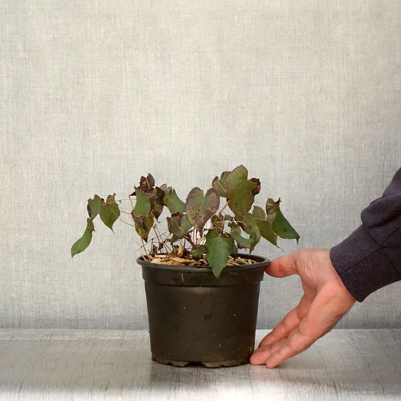 Spécimen de Epimedium rubrum - Fleur des elfes rouge Pot de 2L/3L tel que livré en automne