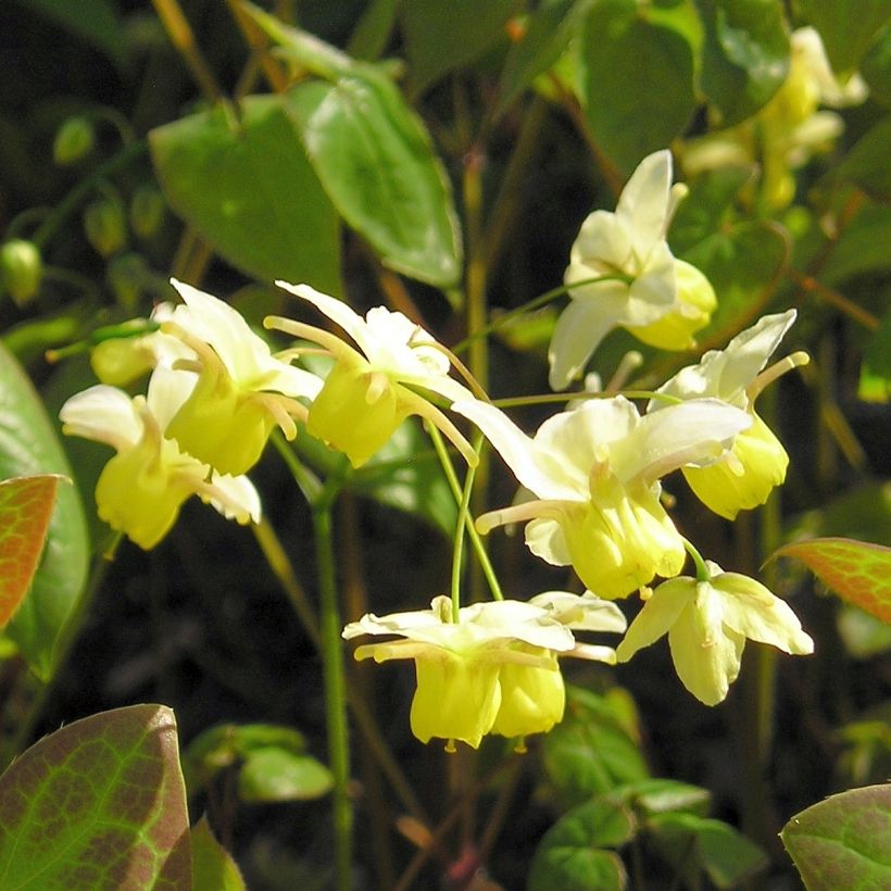 Epimedium × versicolor Sulphureum (Floração)