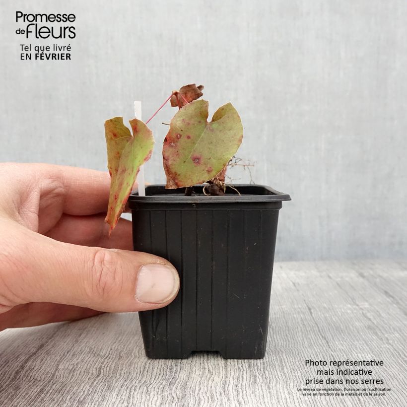 Spécimen de Epimedium warleyense - Fleur des Elfes Godet de 8/9 cm tel que livré en hiver