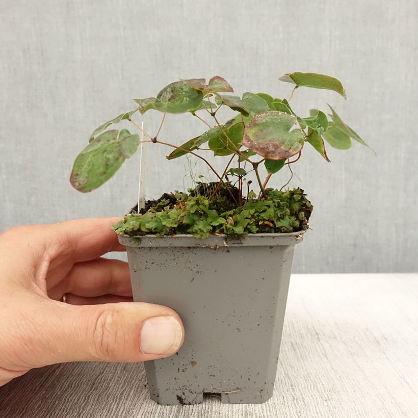 Spécimen de Epimedium x versicolor Sulphureum - Fleur des Elfes Godet de 7/8 cm tel que livré en automne