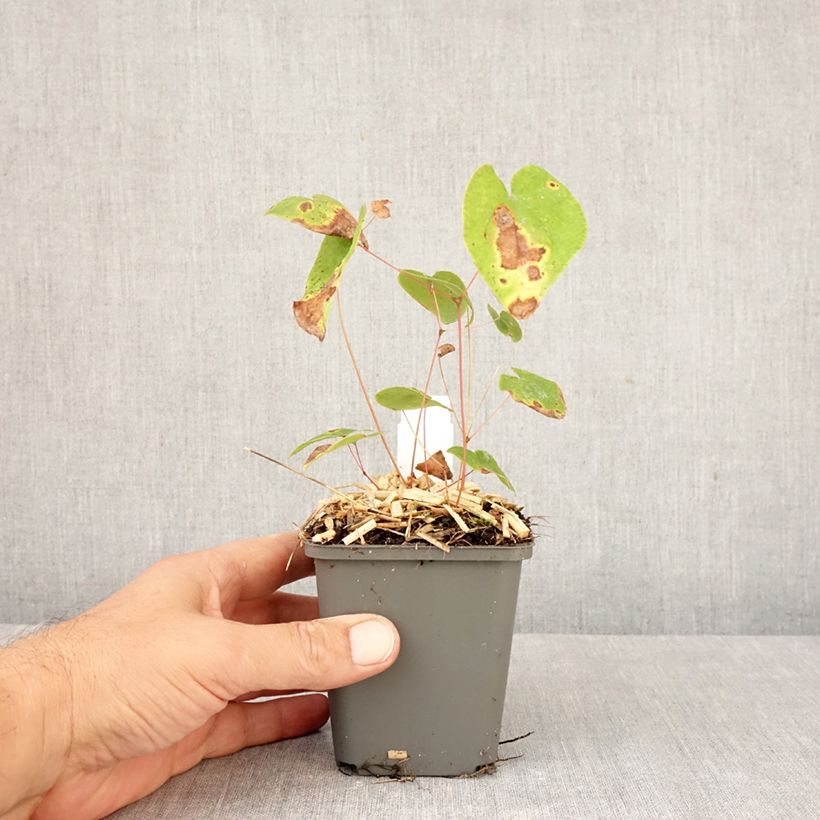Spécimen de Epimedium youngianum Merlin, Fleur des elfes Godet de 8/9 cm tel que livré en automne