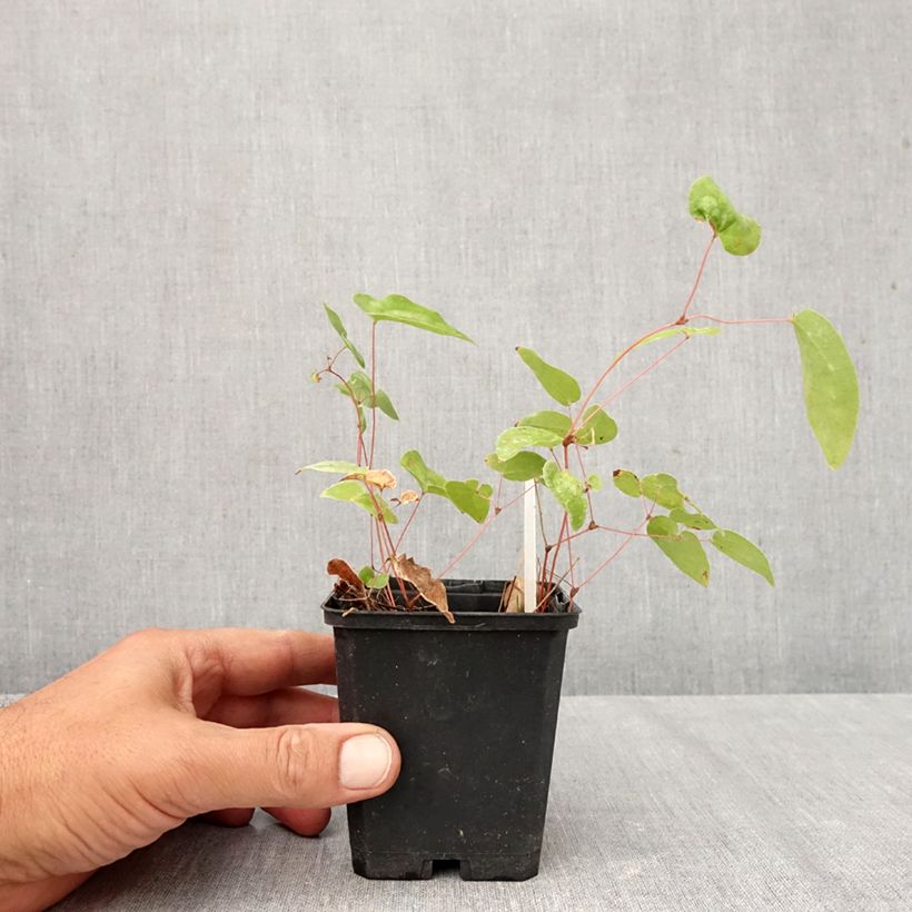 Spécimen de Epimedium youngianum Niveum - Fleur des elfes Godet de 8/9 cm tel que livré en automne