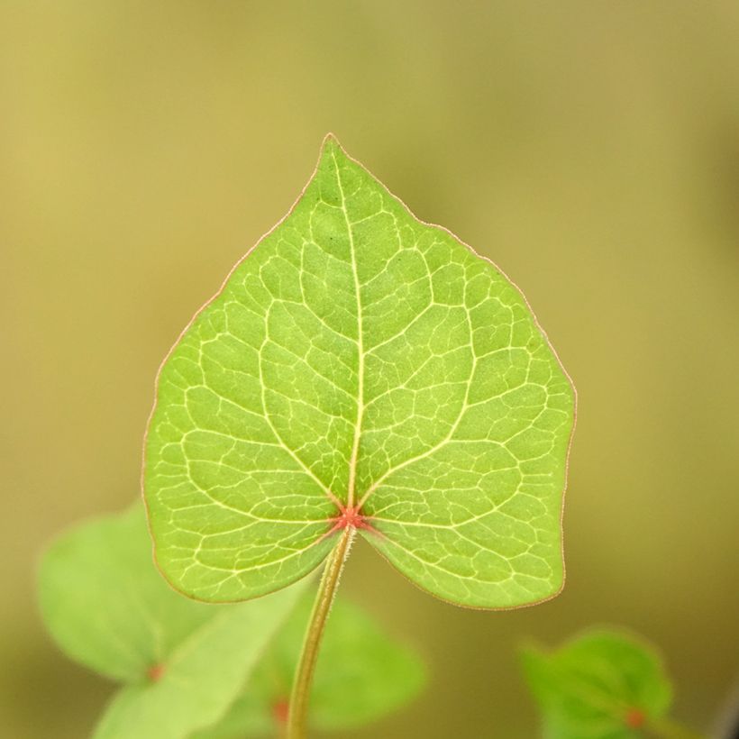 Epinard d'Asie, Epinard arbustif - Fagopyrum dibotrys (F. cymosum) (Feuillage)