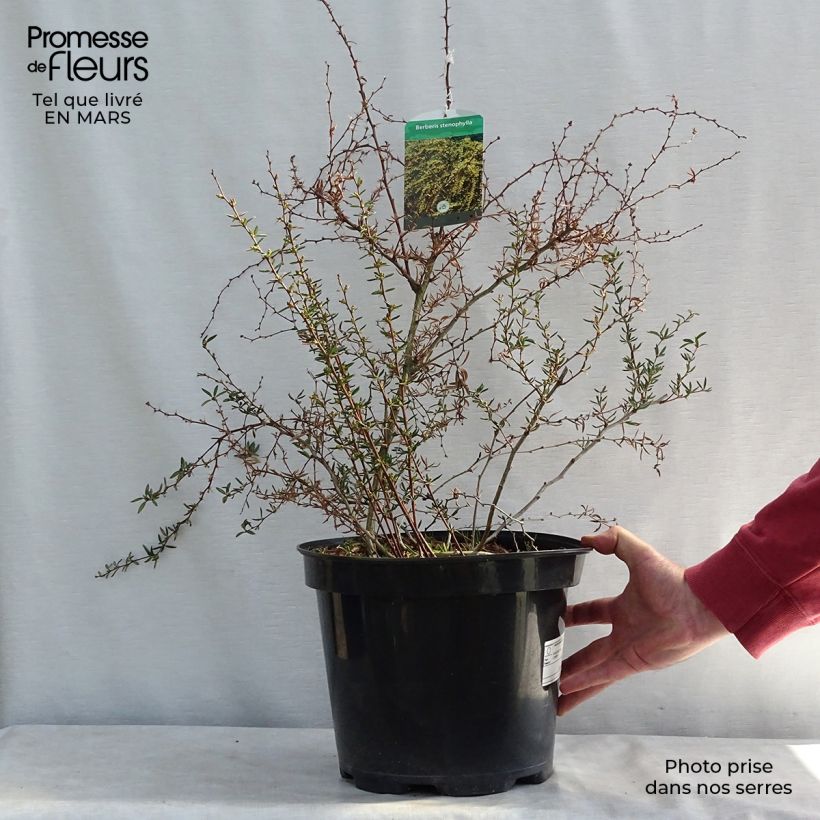 Spécimen de Berberis x stenophylla - Épine-vinette à feuilles étroites  Pot de 7,5L/10L tel que livré en hiver