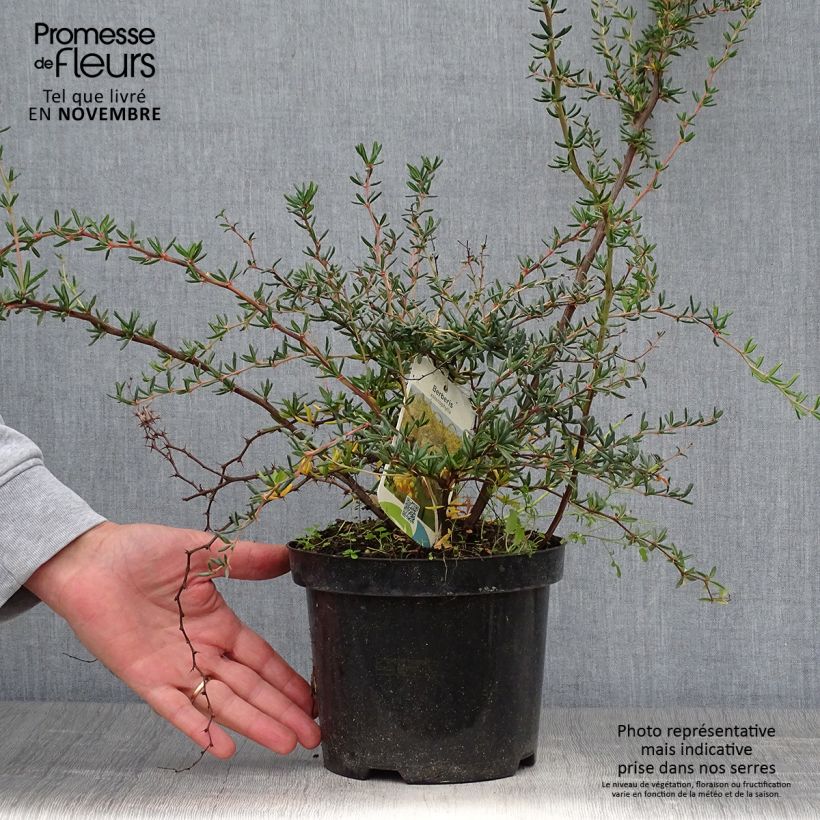 Spécimen de Berberis x stenophylla - Épine-vinette à feuilles étroites  Pot de 2L/3L tel que livré en automne