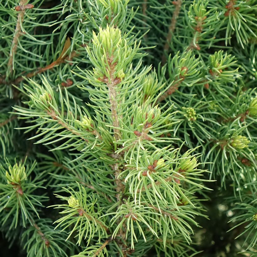 Epinette blanche - Picea glauca Biesenthaler Frühling (Feuillage)