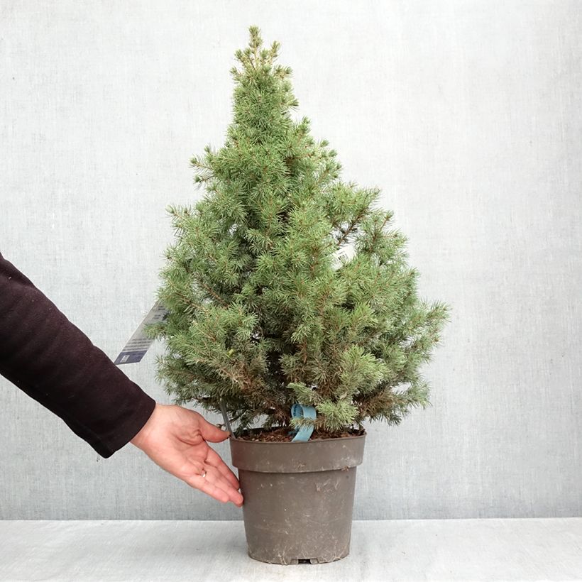 Spécimen de Epinette blanche - Picea glauca Biesenthaler Frühling Pot de 4L/5L tel que livré en automne