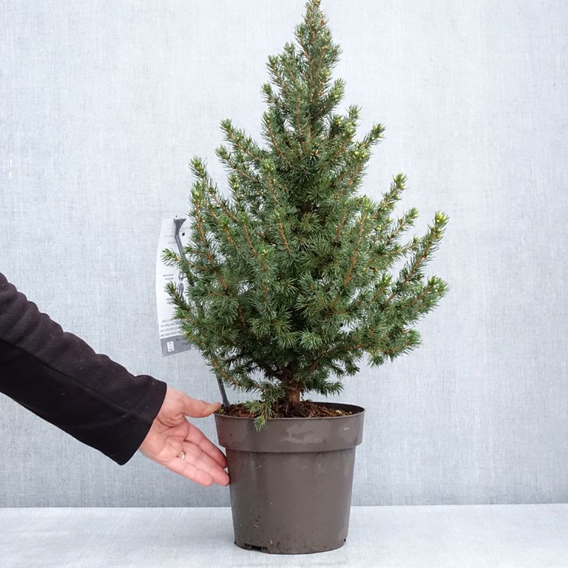 Spécimen de Epinette blanche - Picea glauca Biesenthaler Frühling Pot de 4L/5L tel que livré au printemps