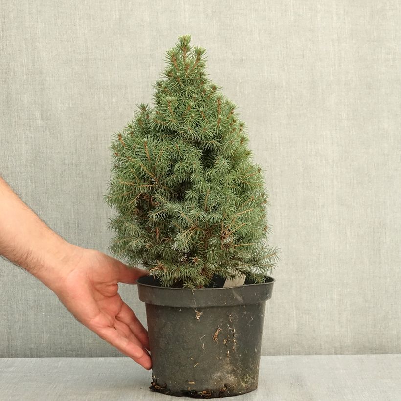 Spécimen de Epinette blanche - Picea glauca Conica Blue                         Pot de 3L/4L tel que livré en été