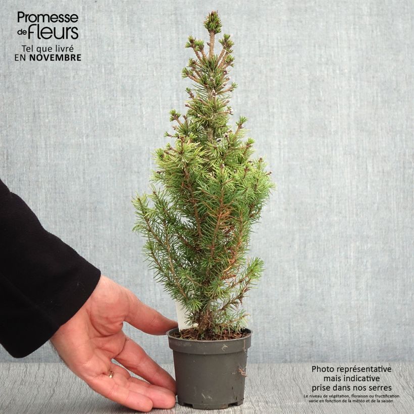 Spécimen de Epinette blanche - Picea glauca Daisy's White Godet de 8/9 cm tel que livré en automne