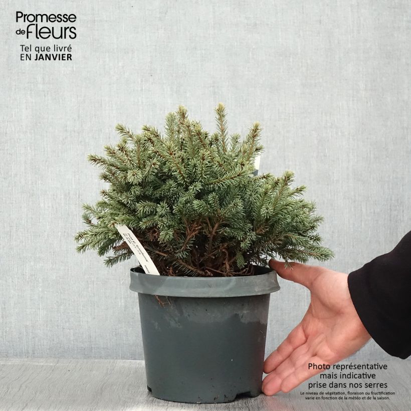 Spécimen de Epinette blanche - Picea glauca Echiniformis                       Pot de 2L/3L tel que livré en hiver