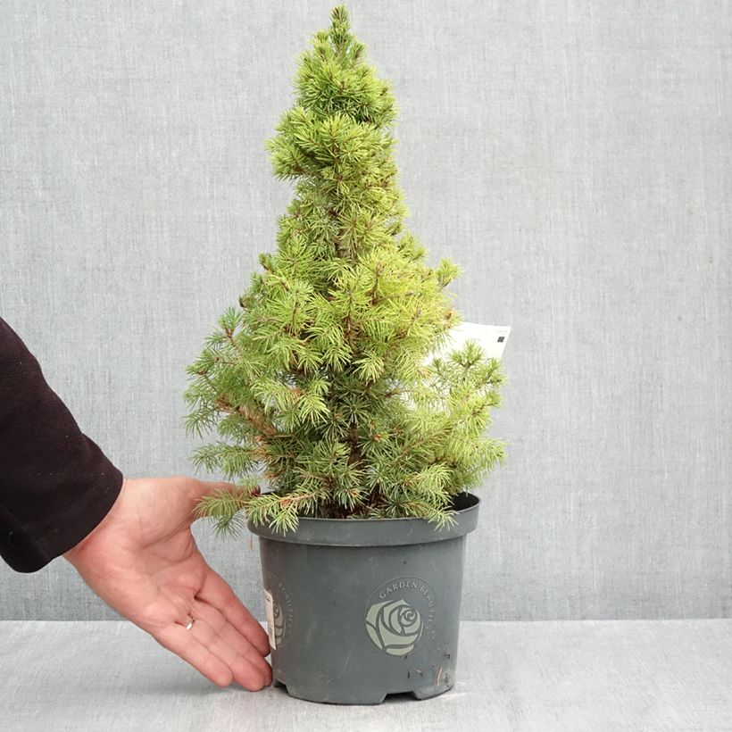 Spécimen de Epinette blanche - Picea glauca Rainbow's End          Pot de 2L/3L tel que livré en automne