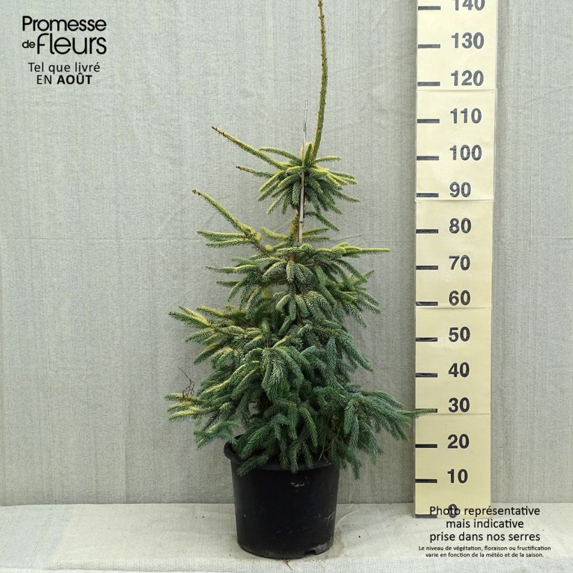 Spécimen de Epinette noire - Picea mariana Aurea  Pot de 12L/15L tel que livré en été