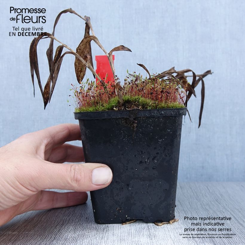 Spécimen de Epipactis gigantea - Helleborine Pot de 1L/1,5L tel que livré en hiver